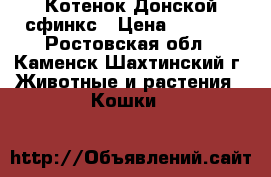 Котенок Донской сфинкс › Цена ­ 5 000 - Ростовская обл., Каменск-Шахтинский г. Животные и растения » Кошки   